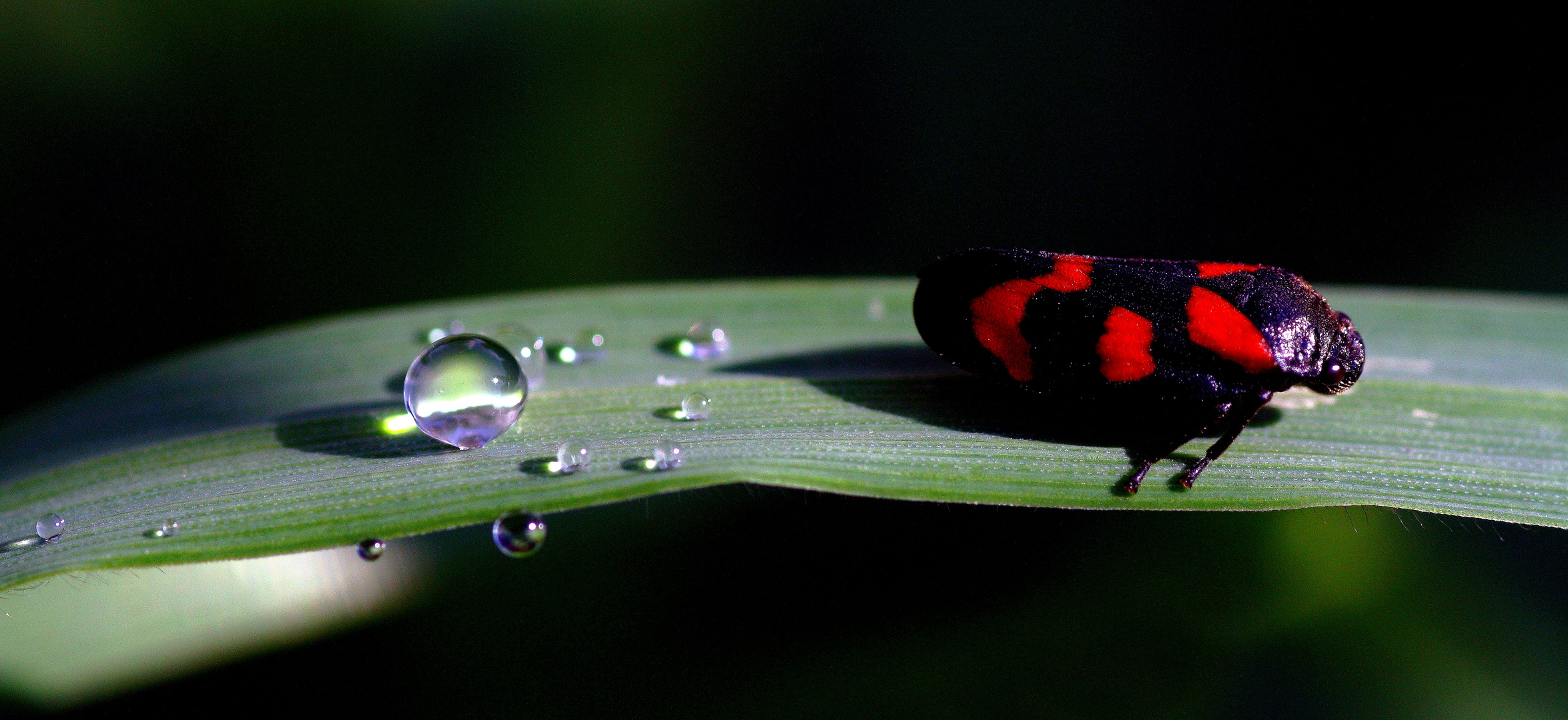 Blut und Wasser