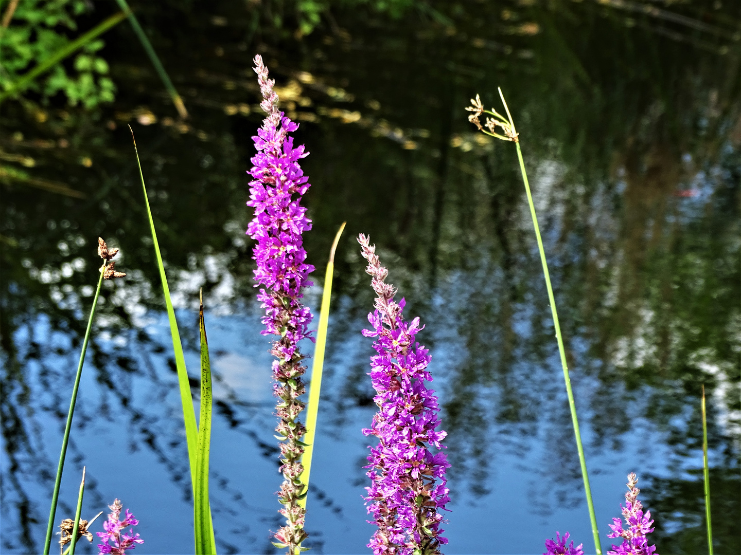 Blut-Weiderich (Lythrum salicaria) 