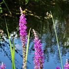 Blut-Weiderich (Lythrum salicaria) 