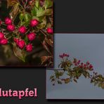 Blutapfel-Blüten