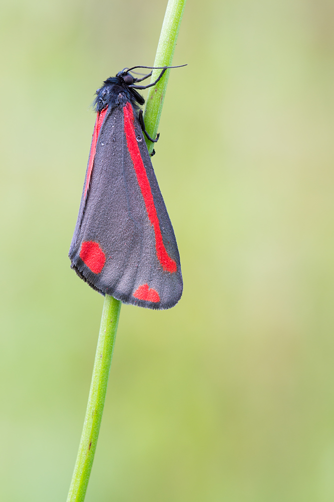 Blutbär bzw. Jakobskrautbär (Tyria jacobaeae)