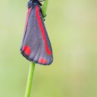 Blutbär bzw. Jakobskrautbär (Tyria jacobaeae)