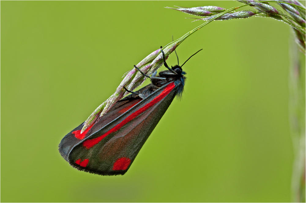 Blutbär bzw. Jakobskrautbär.........Tyria jacobaeae