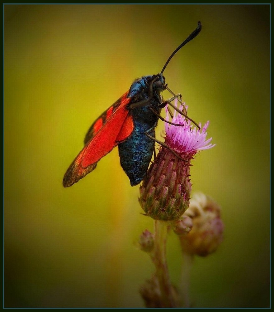 Blutbär, Jakobskrautbär (Tyria jacobaea)