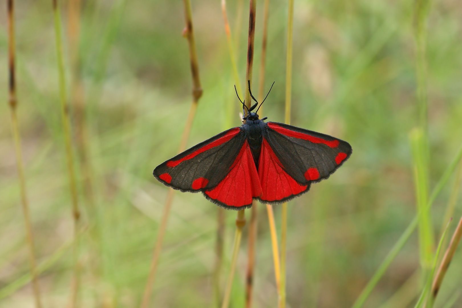 Blutbär (Tyria jacobaeae)