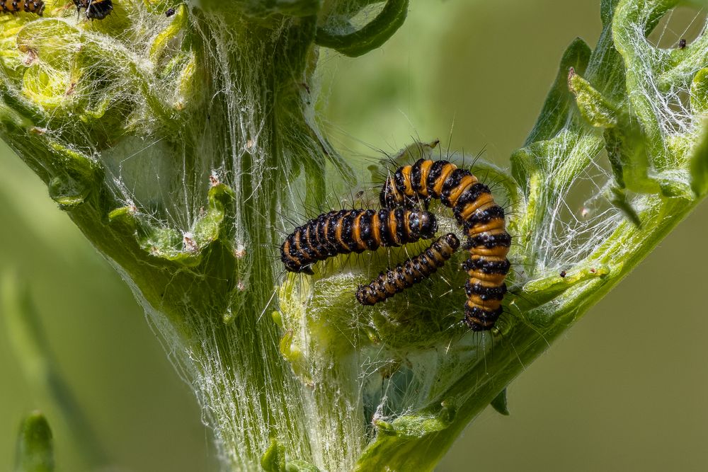 Blutbär (Tyria jacobaeae)