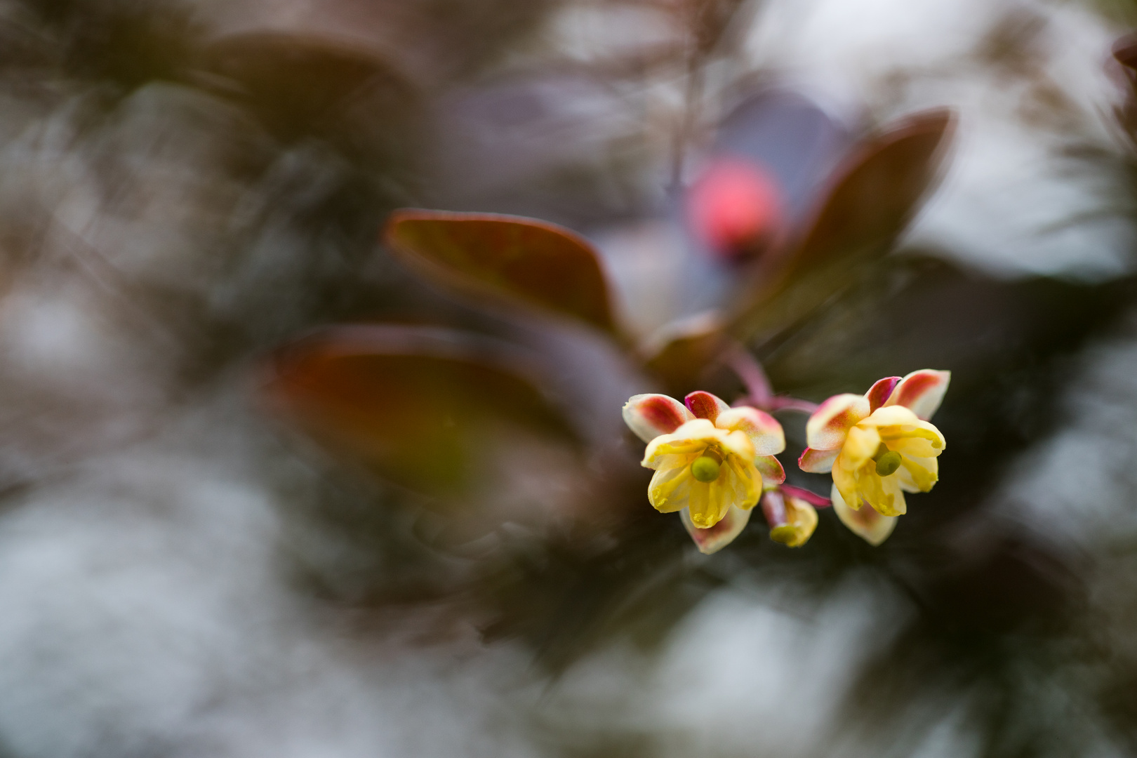 Blutberberitzenblüten 