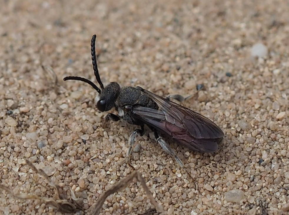 Blutbiene - ein Kuckuck unter den Bienen