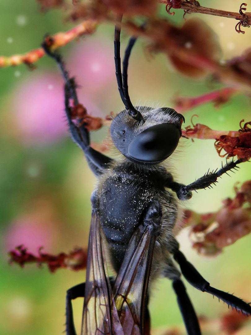 Blutbiene im Ampfer