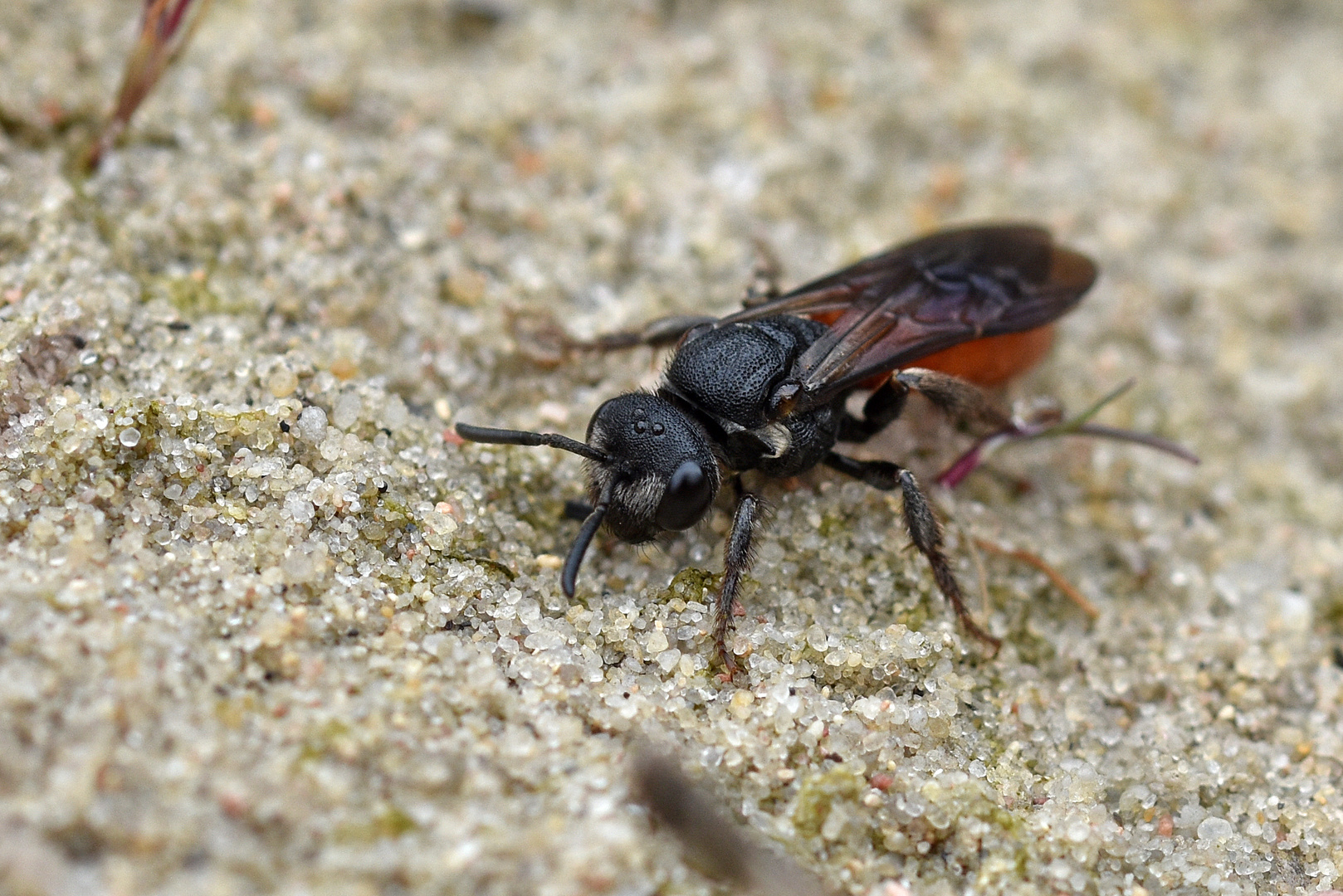 Blutbiene (Sphecodes albilabris)