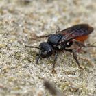 Blutbiene (Sphecodes albilabris)