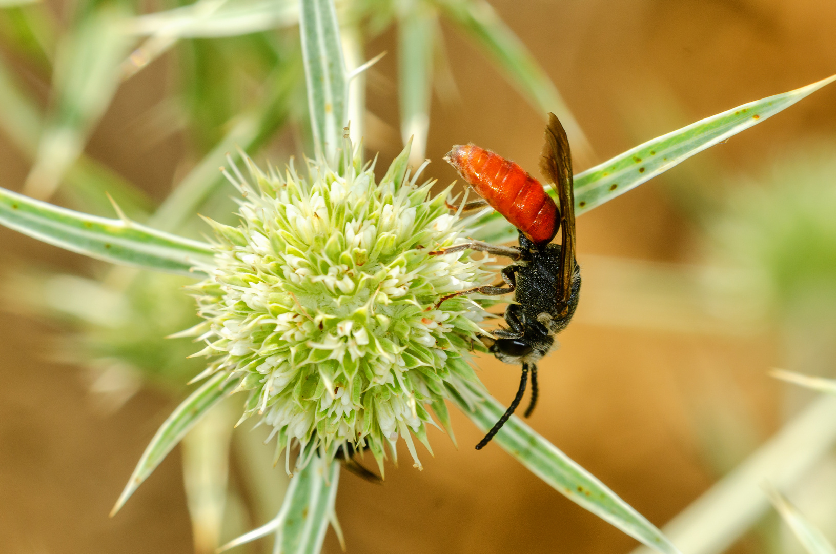 Blutbiene (Sphecodes albilabris)