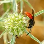 Blutbiene (Sphecodes albilabris)