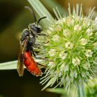 Blutbiene (Sphecodes albilabris)