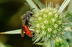 Blutbiene (Sphecodes albilabris)