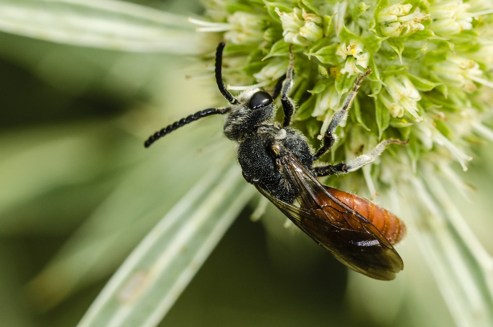 Blutbiene (Sphecodes albilabris)