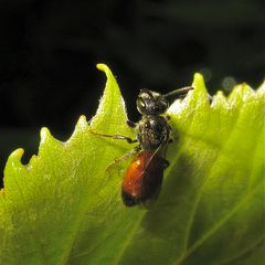 Blutbiene (Sphecodes sp.) im Garten in Düsseldorf-Garath, 10.7.2012
