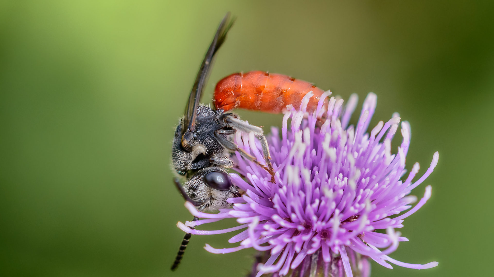 Blutbienen