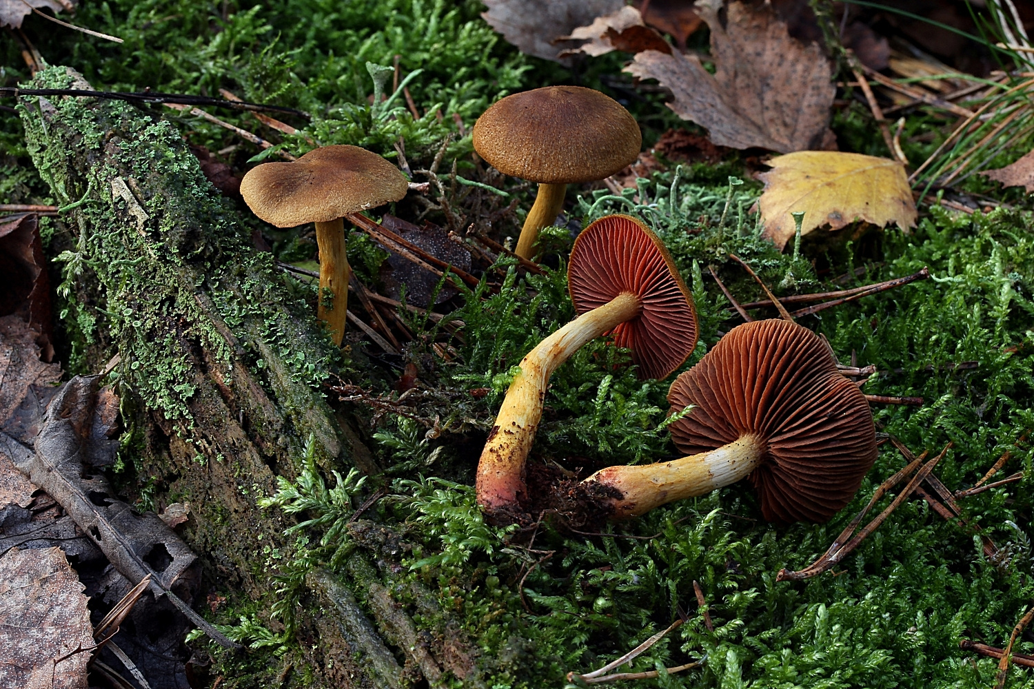 Blutblättriger Hautkopf (Cortinarius semisanguineus)