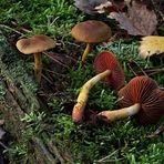 Blutblättriger Hautkopf (Cortinarius semisanguineus)