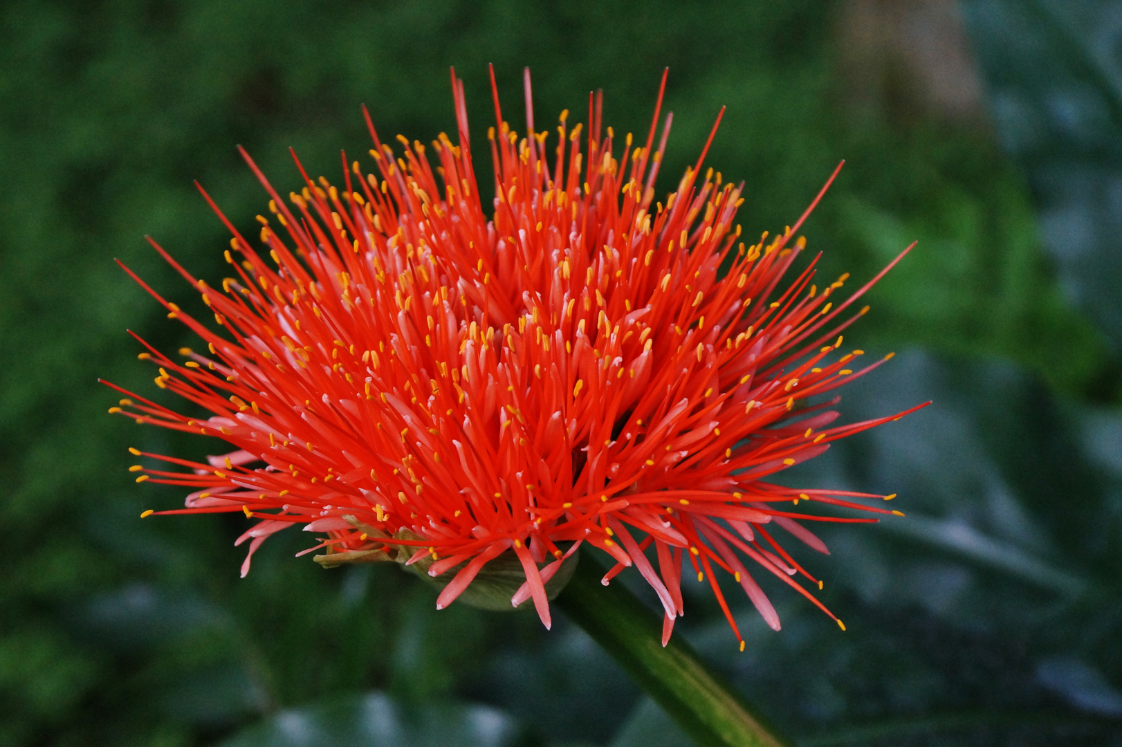 Blutblume Foto & Bild natur, pflanzen, blüten Bilder auf