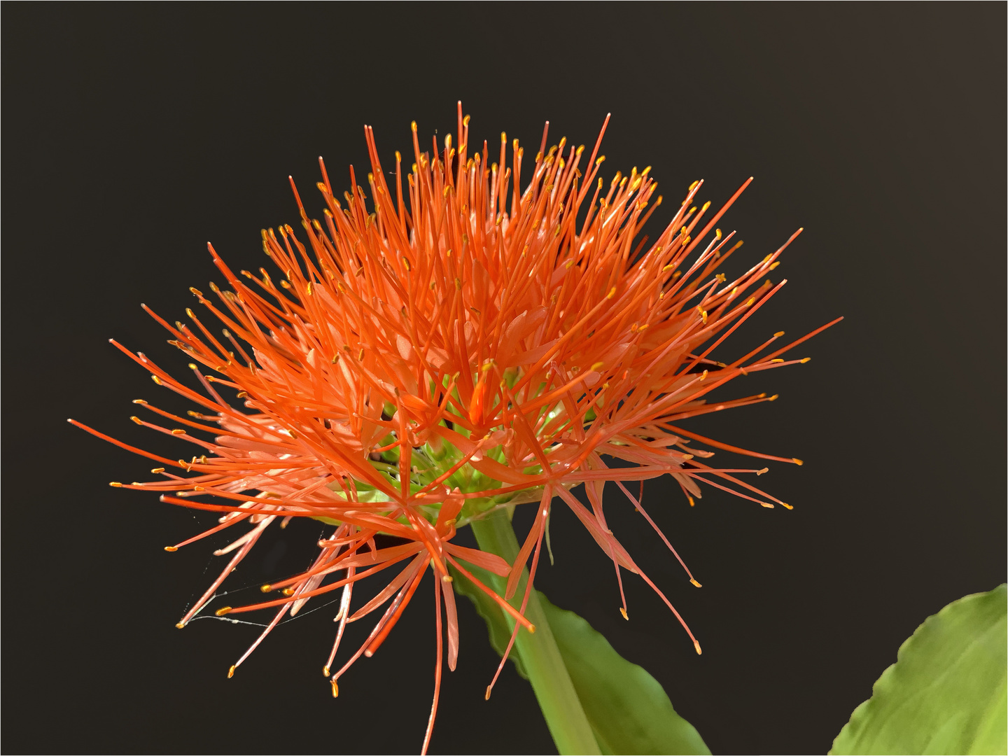 „Blutblume“, „Feuerball-Lilie“ (Scadoxus multiflorus)