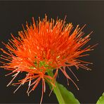 „Blutblume“, „Feuerball-Lilie“ (Scadoxus multiflorus)