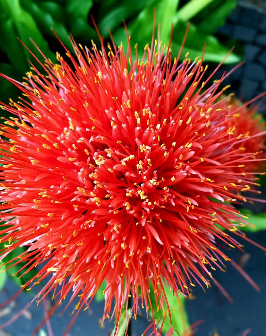 Blutblume  Haemanthus