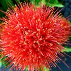 Blutblume  Haemanthus