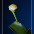 Blutblume (Haemanthus albiflos)