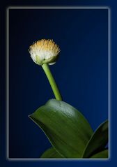 Blutblume (Haemanthus albiflos)