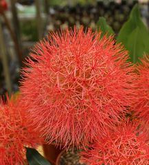 Blutblume (Haemanthus katherinae)