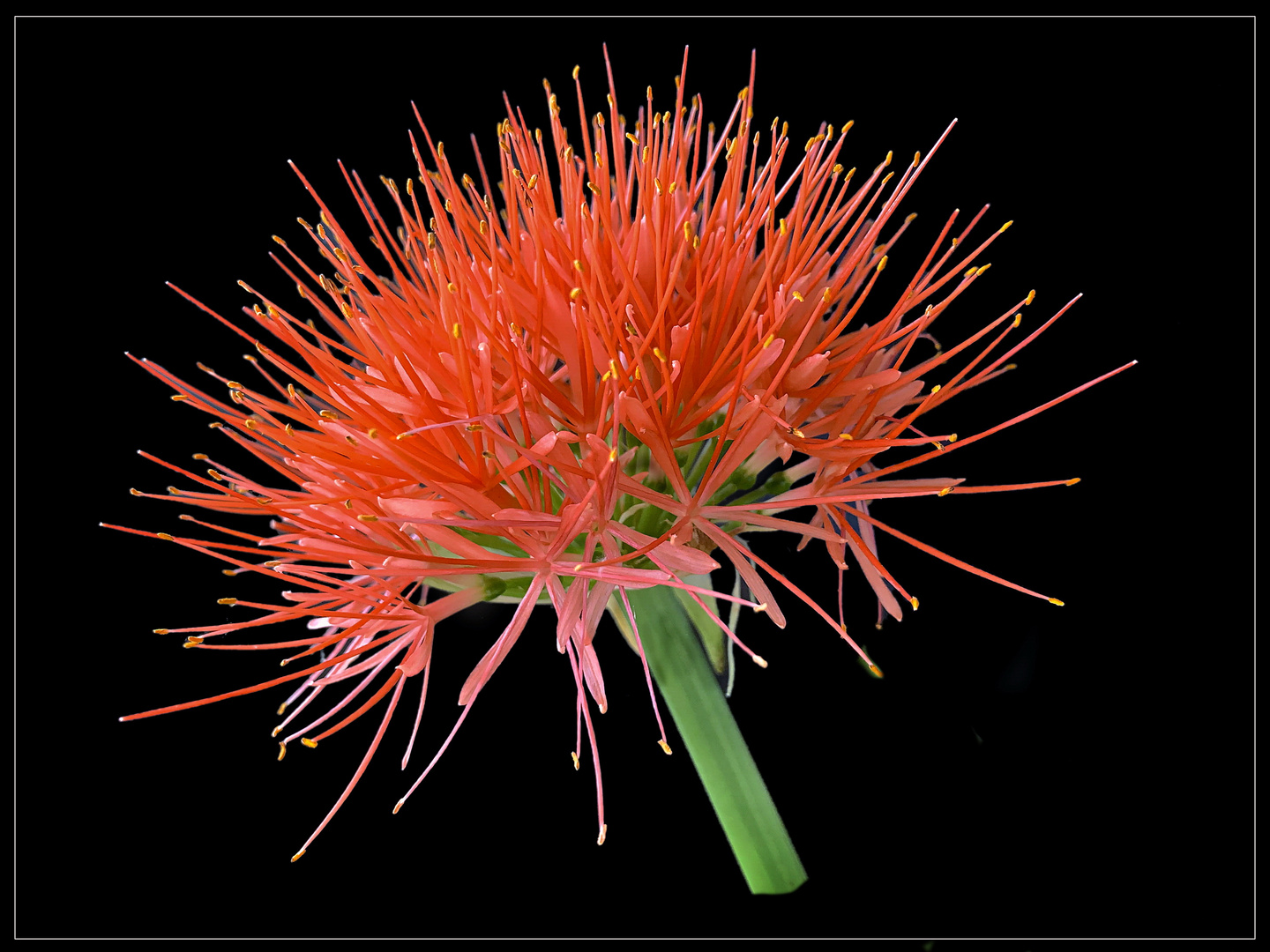 Blutblume (Scadoxus multiflorus subsp. katherinae)