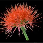 Blutblume (Scadoxus multiflorus subsp. katherinae)