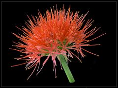 Blutblume (Scadoxus multiflorus subsp. katherinae)