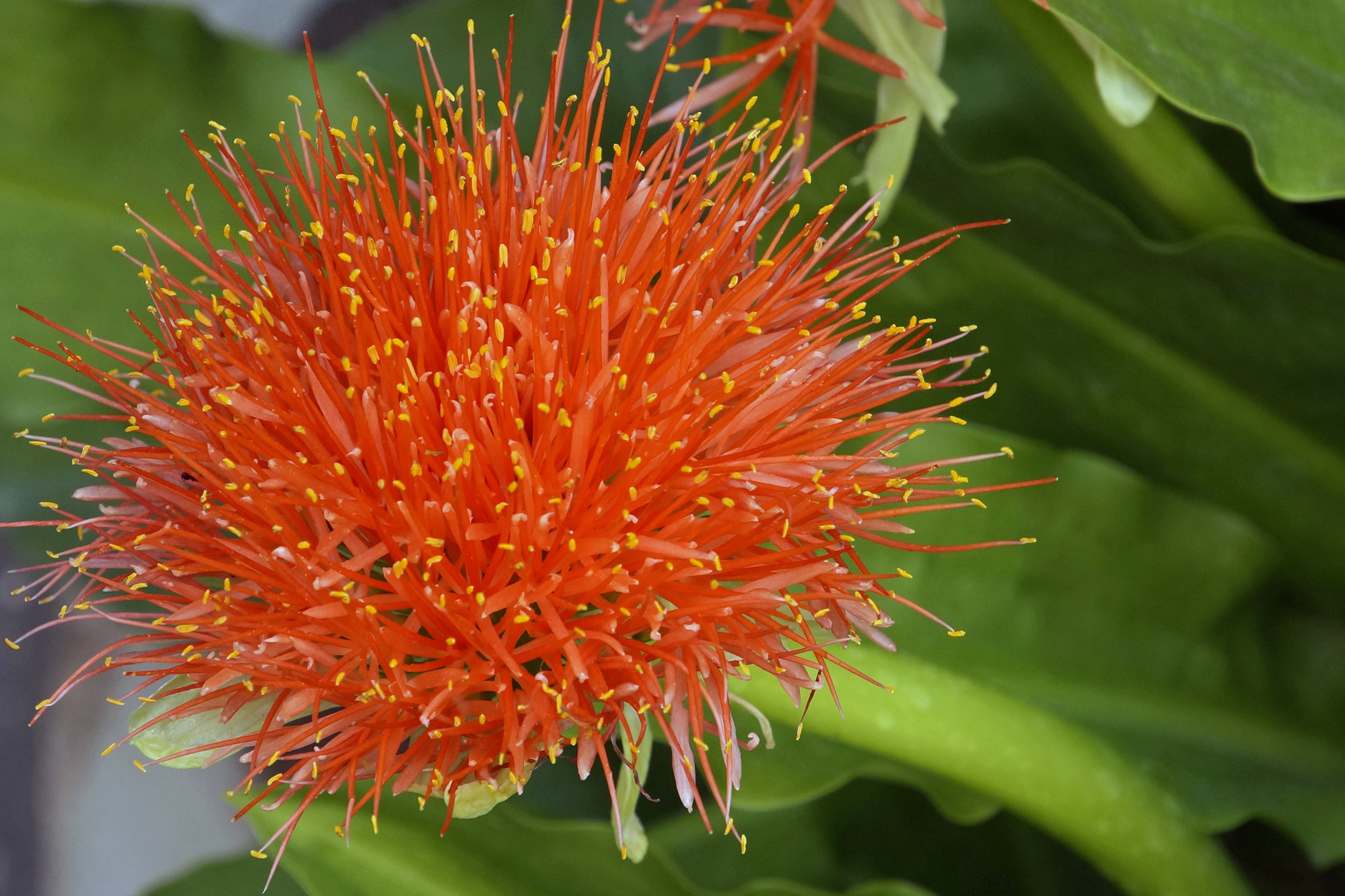 Blutblume (Scadoxus multiflorus).Danke an Rainer für die Bestimmung