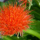 Blutblume (Scadoxus multiflorus).Danke an Rainer für die Bestimmung