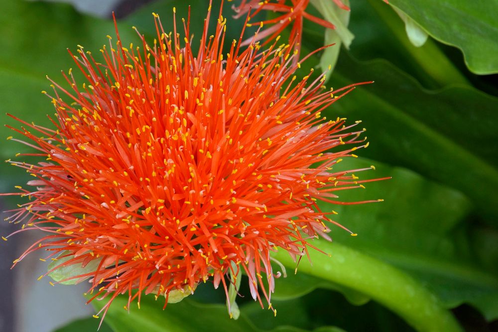 Blutblume (Scadoxus multiflorus).Danke an Rainer für die Bestimmung