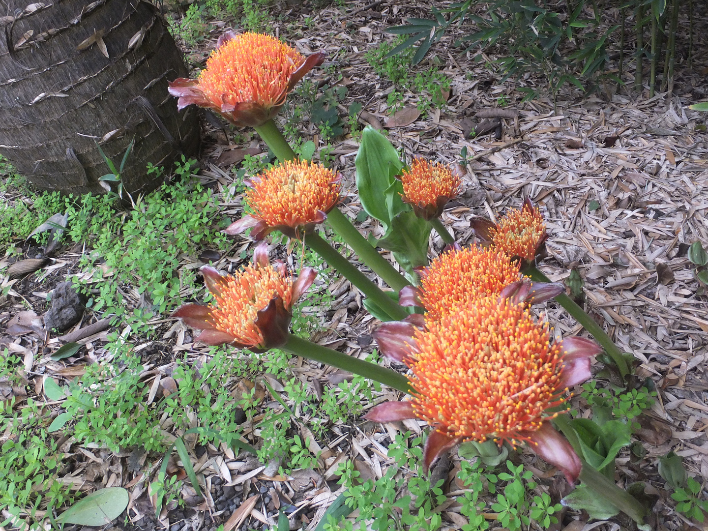 Blutblumenblüten...