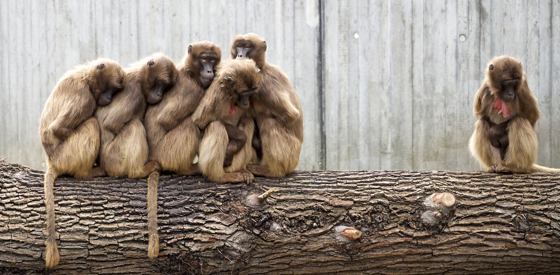 Blutbrustaffen (Theropithecus gelada)