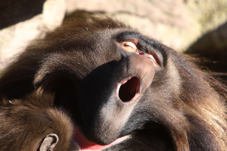 Blutbrustpavian (Theropithecus gelada)