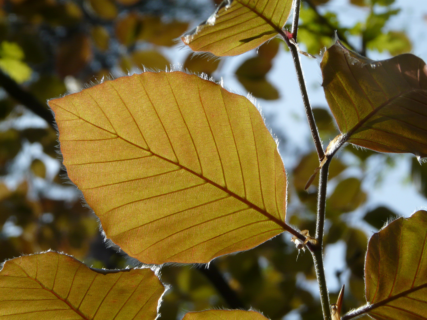 Blutbuche - Fagus sylvatica f. purpurea