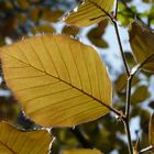 Blutbuche - Fagus sylvatica f. purpurea