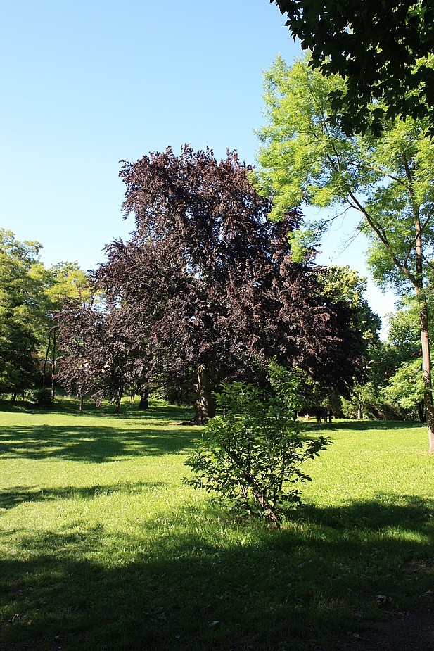 Blutbuche im Drackendorfer Park