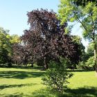 Blutbuche im Drackendorfer Park