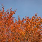 Blutbuche im Frühling