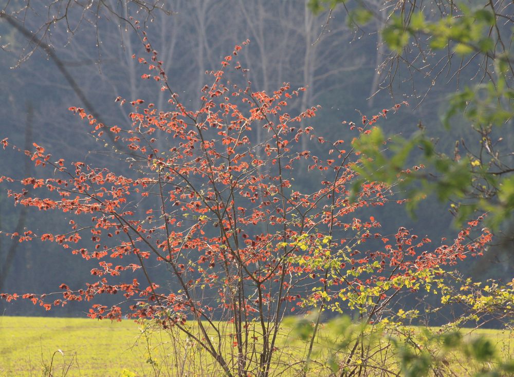 Blutbuche im Frühling