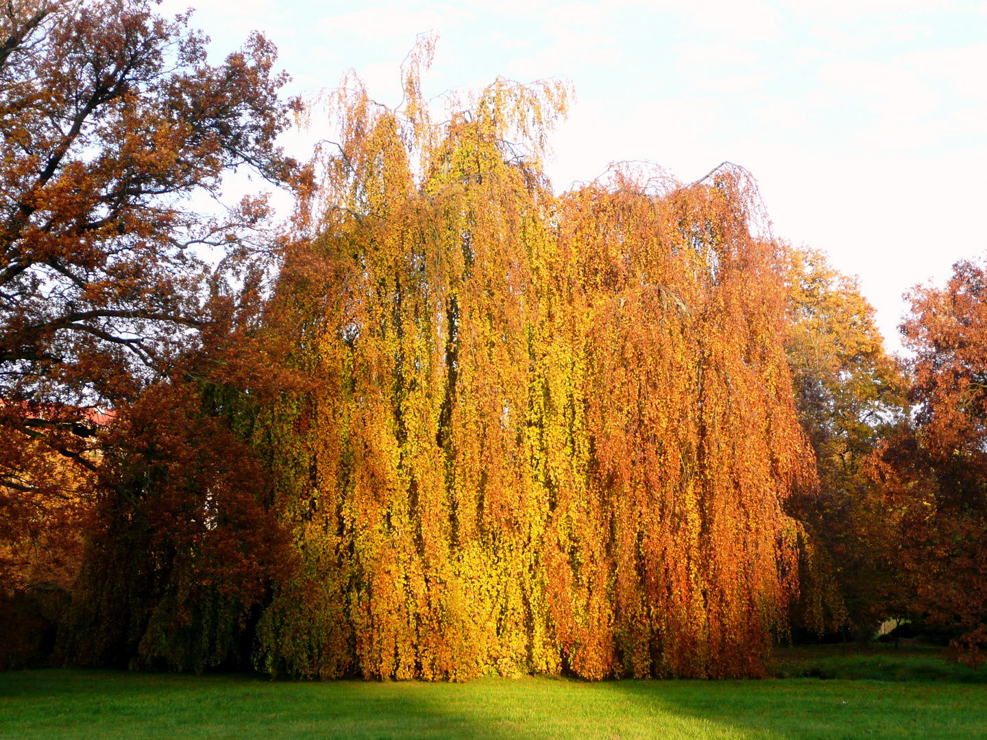 Blutbuche im Schlosspark Wiesenburg