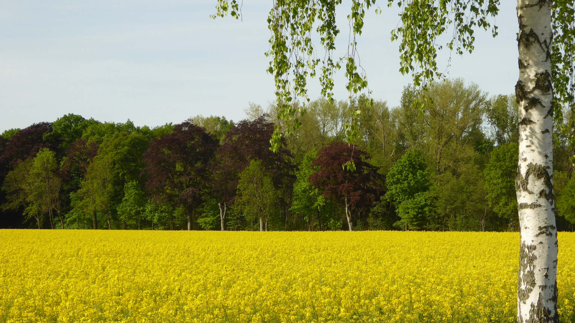 Blutbuchen am Rapsfeld