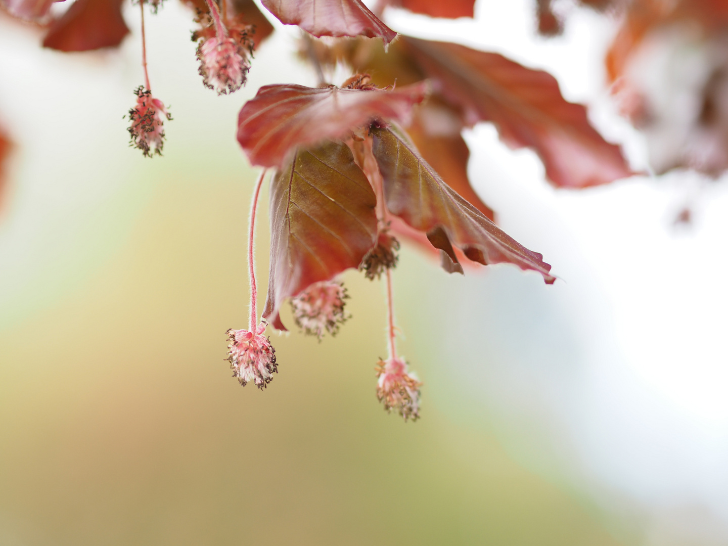 Blutbuchen-Blüte